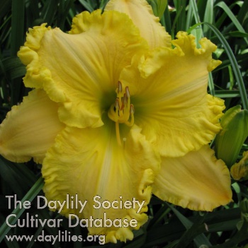 Daylily Time to Shine